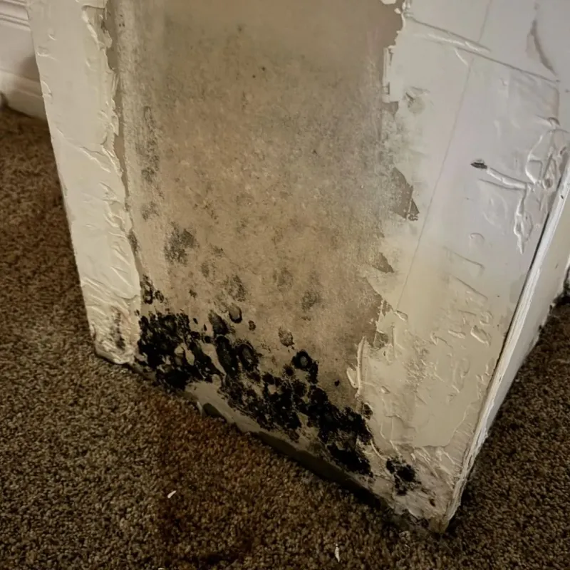 Professional Mold Removal in San Anselmo, CA